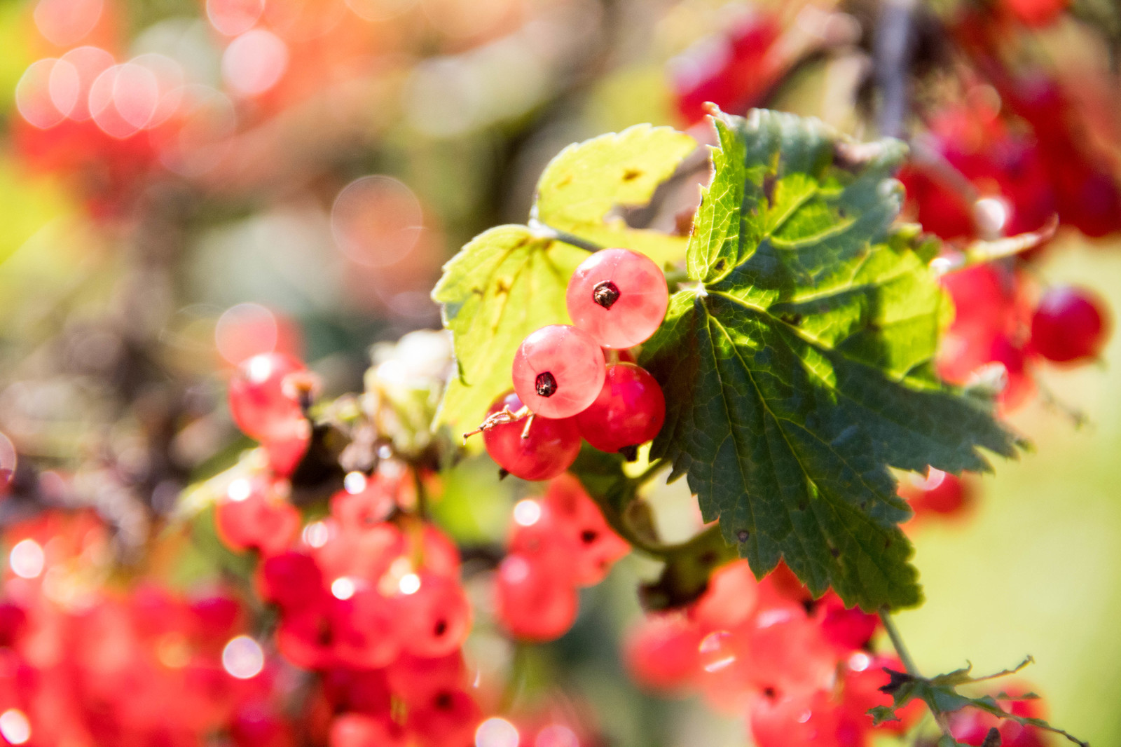 Currant - My, Currant, Berries, Beginning photographer