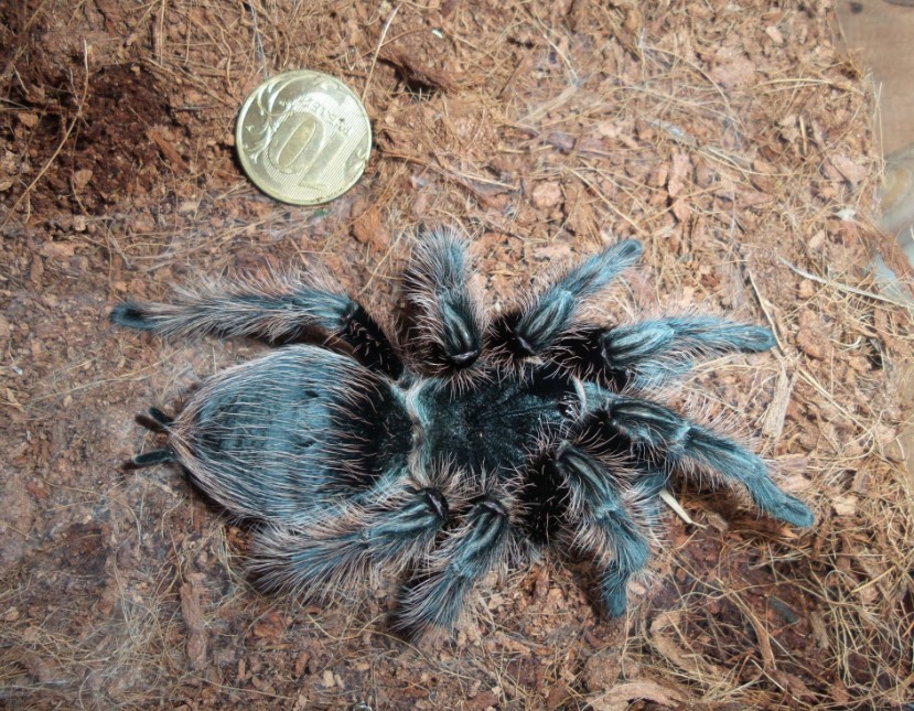 Мои пауки-птицееды 2. Brachypelma sp. Мистерия - Моё, Пауки-Птицееды, Большие пауки, Арахнофобия, Паук, Питомец, Длиннопост, Домашние животные