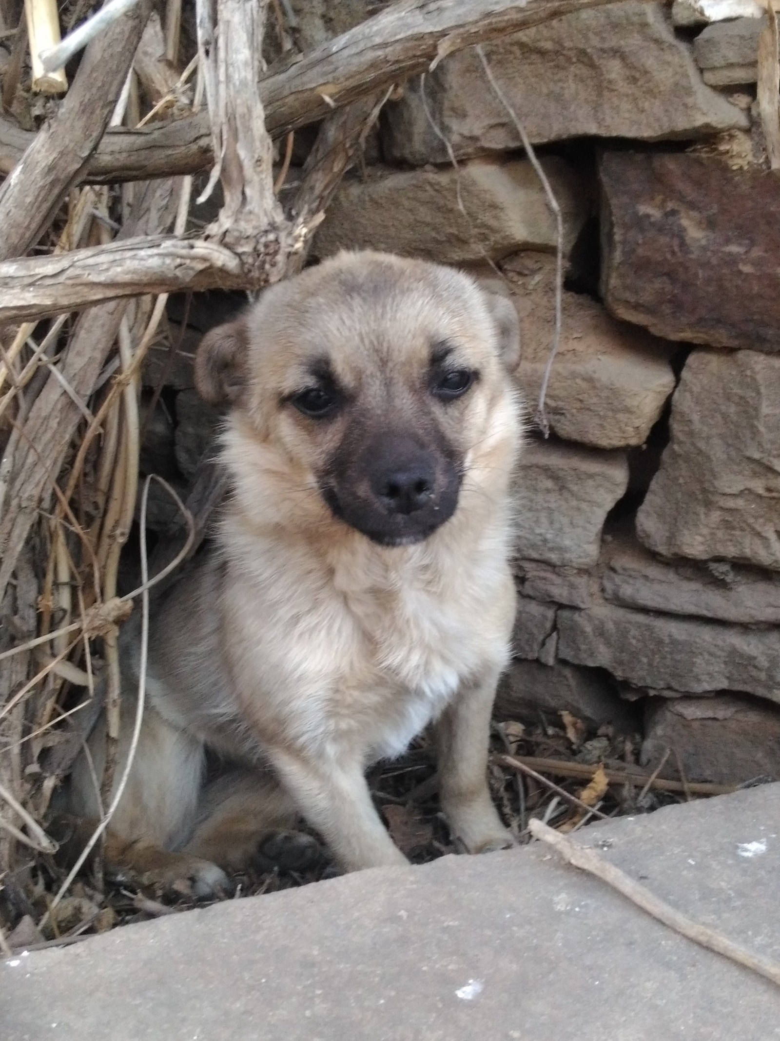 Chucha. - My, Dog, , Longpost