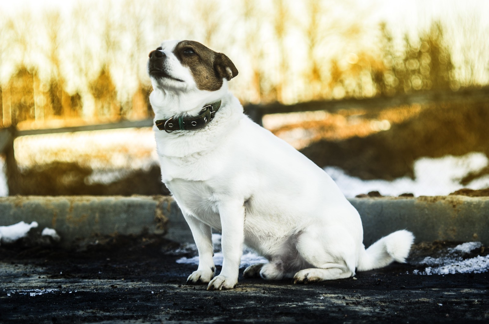 Some of my works. - My, The photo, Portrait, Dog, Nikon, Longpost