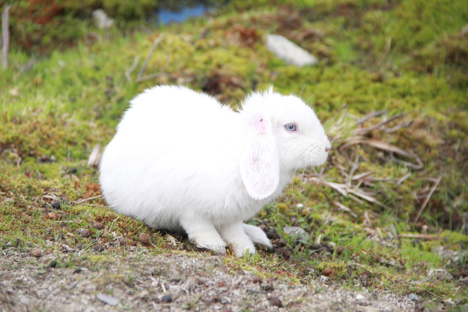 Rabbit - Rabbit, White, Beginning photographer, I want criticism