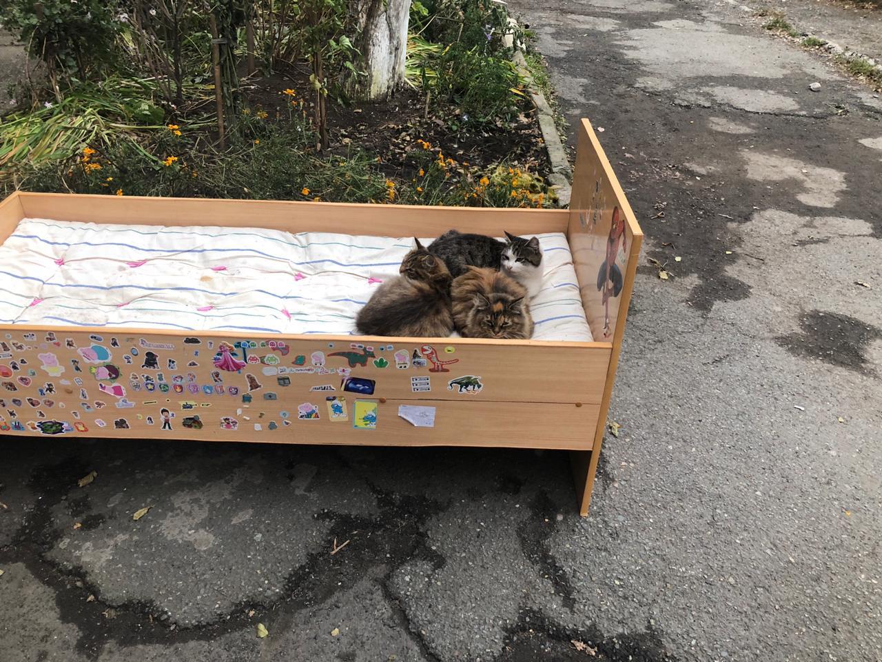 Vladivostok. Morning. November 8th. cats warm the bed - My, cat, Milota, Paws, Morning, Vladivostok, Good morning