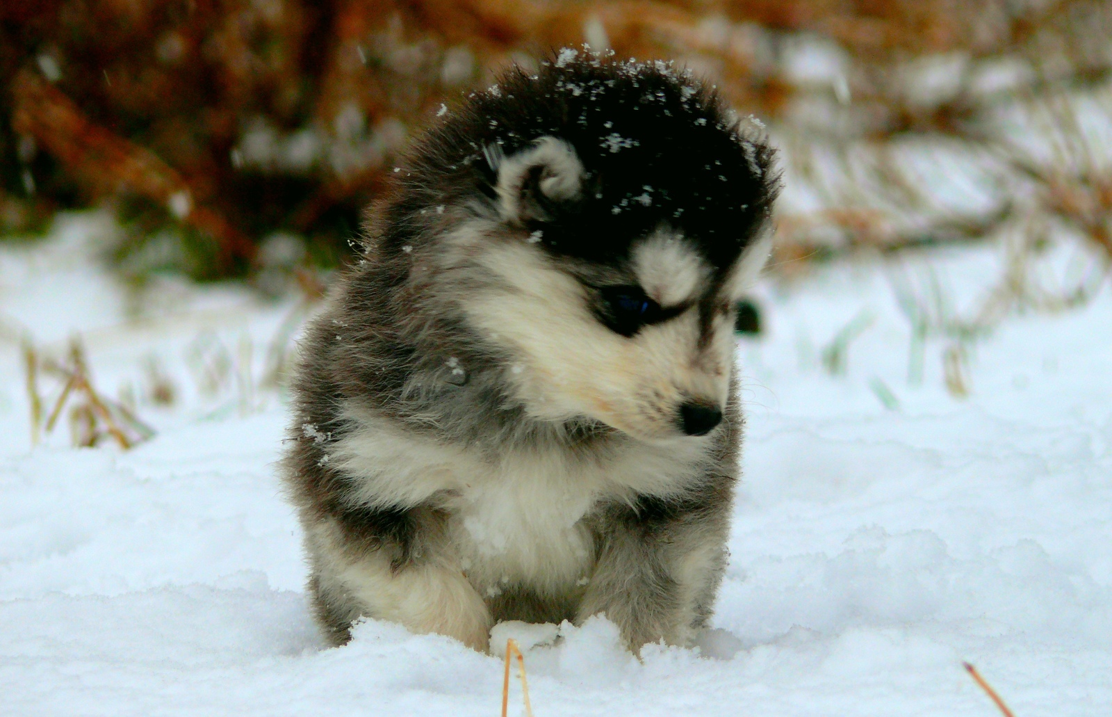 Husky puppies saw snow for the first time :) - My, , Siberian Husky, Husky, First snow, Dog, Puppies, Longpost