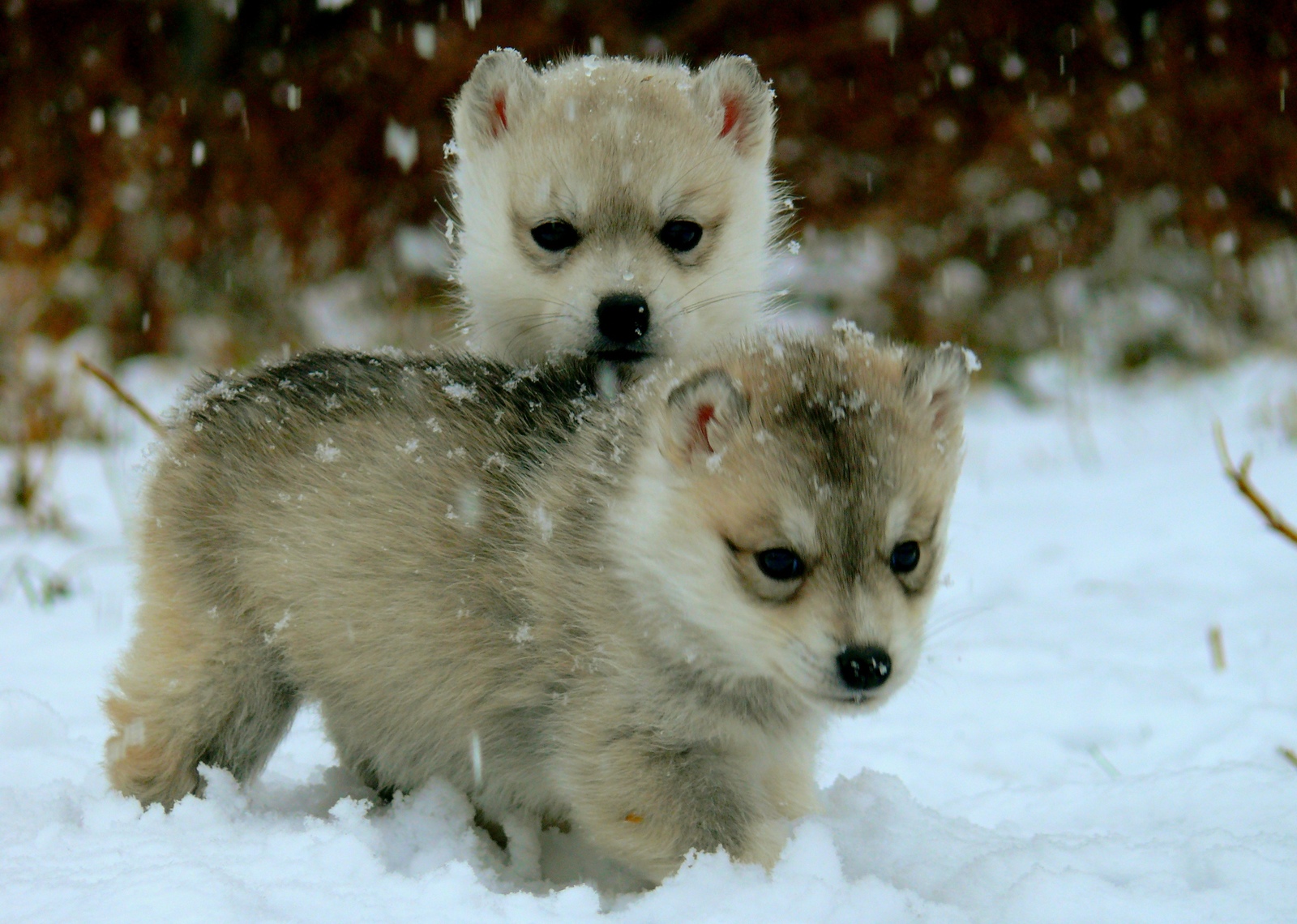 Husky puppies saw snow for the first time :) - My, , Siberian Husky, Husky, First snow, Dog, Puppies, Longpost