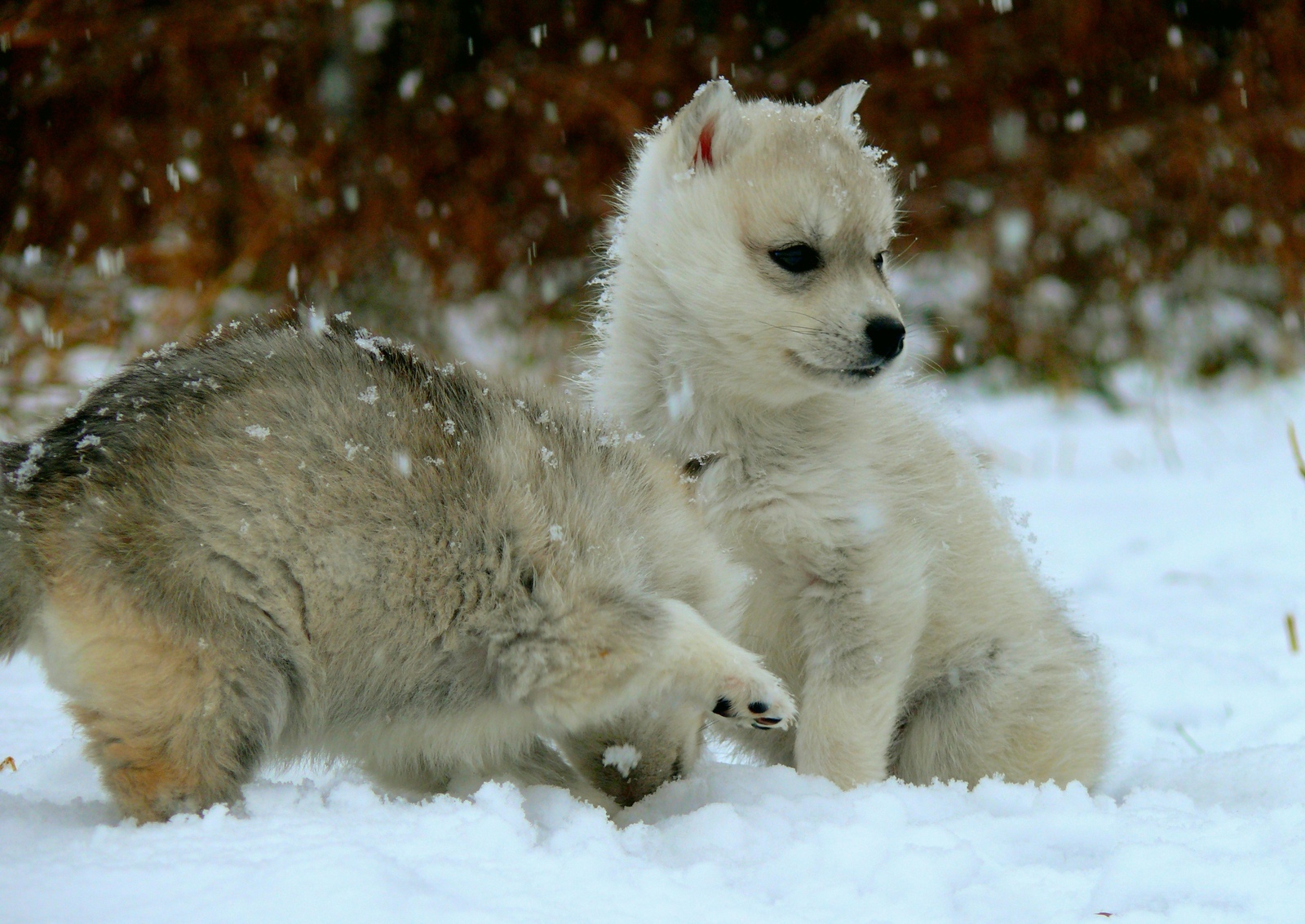 Husky puppies saw snow for the first time :) - My, , Siberian Husky, Husky, First snow, Dog, Puppies, Longpost