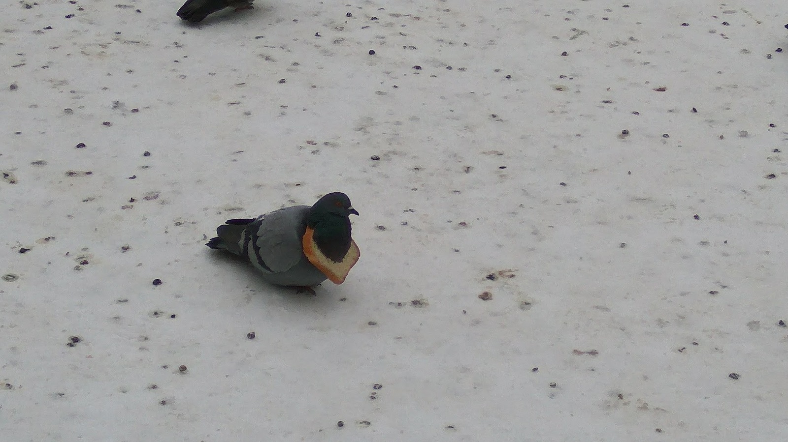 Birds of Tomsk - My, Birds, Tomsk, Trough, Longpost