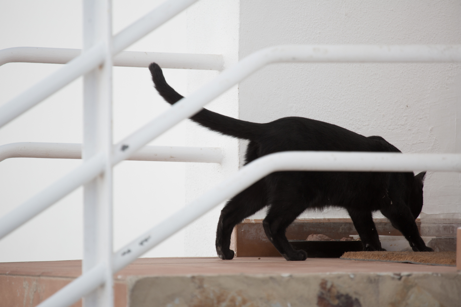 cat - My, cat, Canon, Canary Islands, Lines