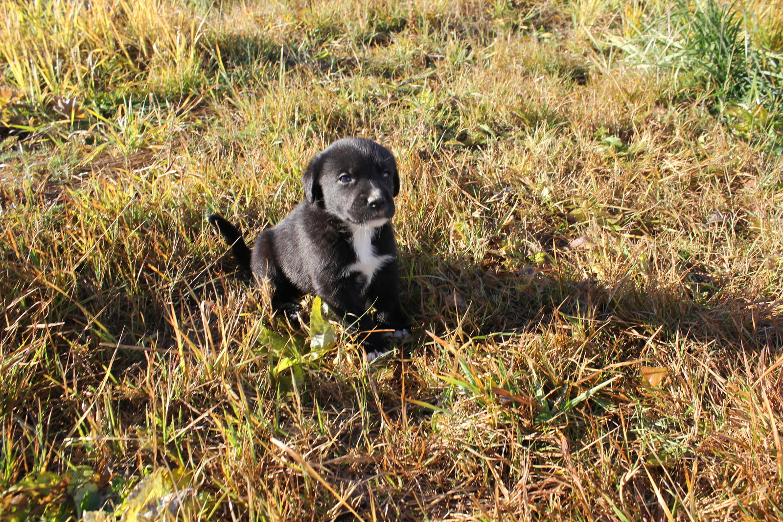 Puppies! - My, Longpost, In good hands, Moscow region, Naro-Fominsk, Dog, No rating