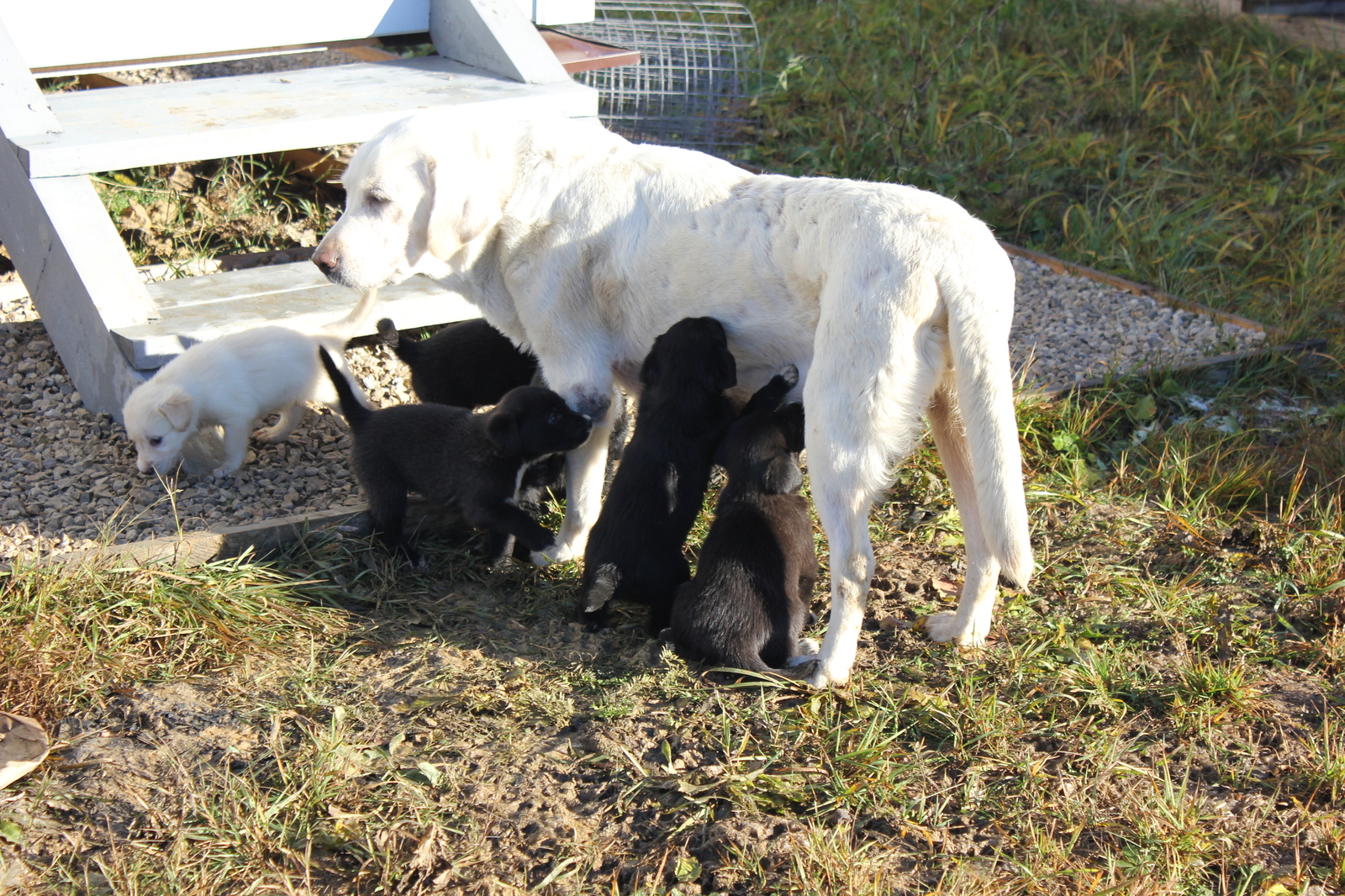 Puppies! - My, Longpost, In good hands, Moscow region, Naro-Fominsk, Dog, No rating