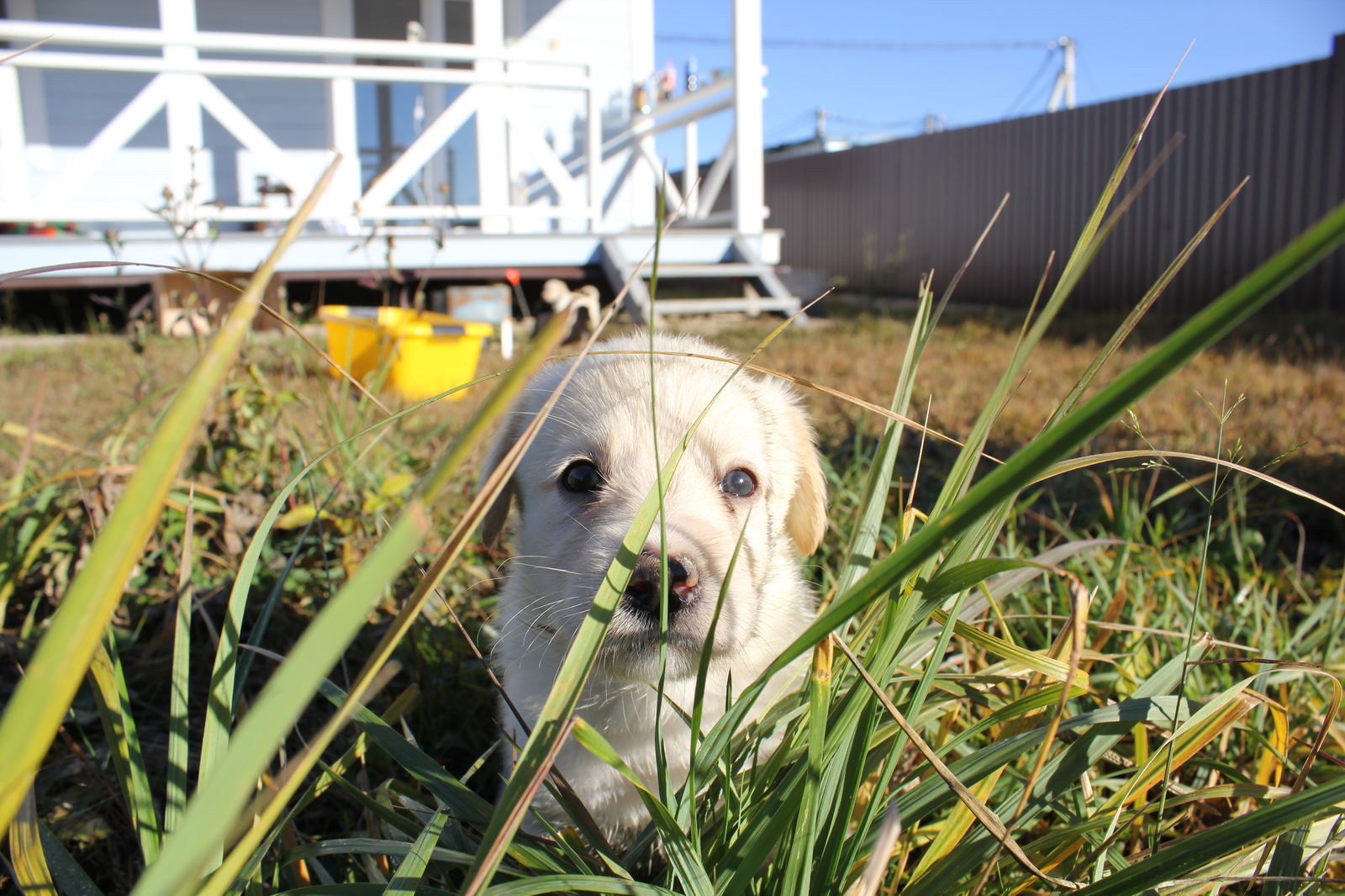 Puppies! - My, Longpost, In good hands, Moscow region, Naro-Fominsk, Dog, No rating