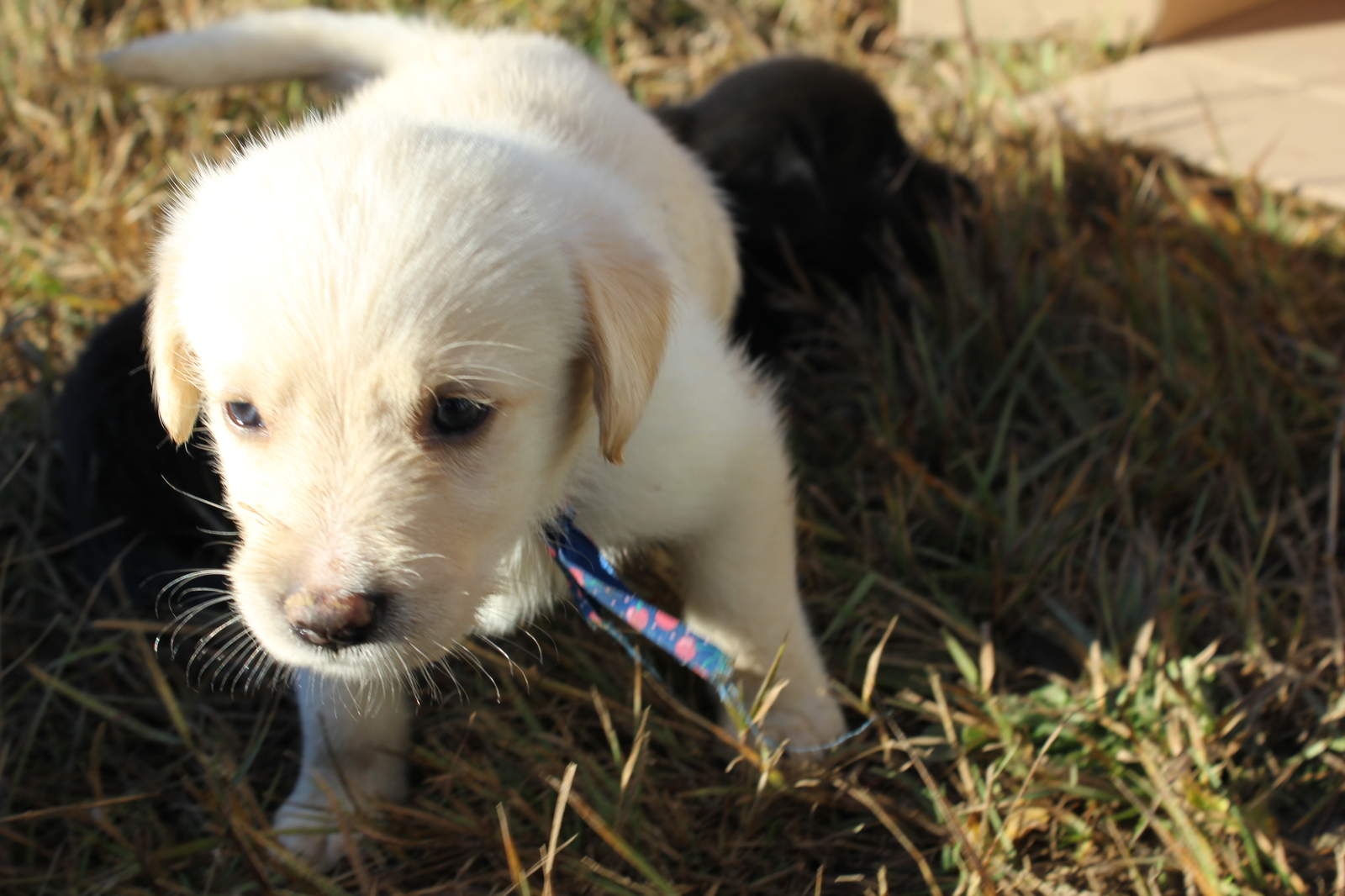 Puppies! - My, Longpost, In good hands, Moscow region, Naro-Fominsk, Dog, No rating