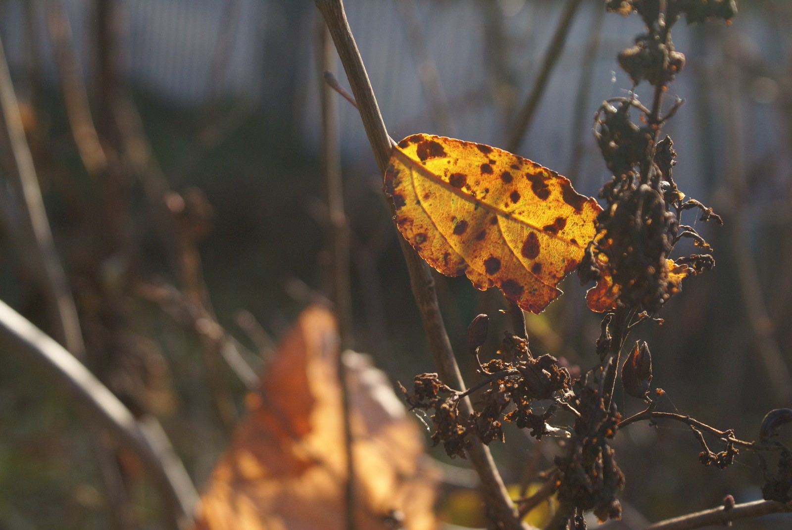 Clay autumn. - My, Atmospheric, Autumn, Handmade, Needlework without process, Cold porcelain, Polymer clay, Лепка, Longpost