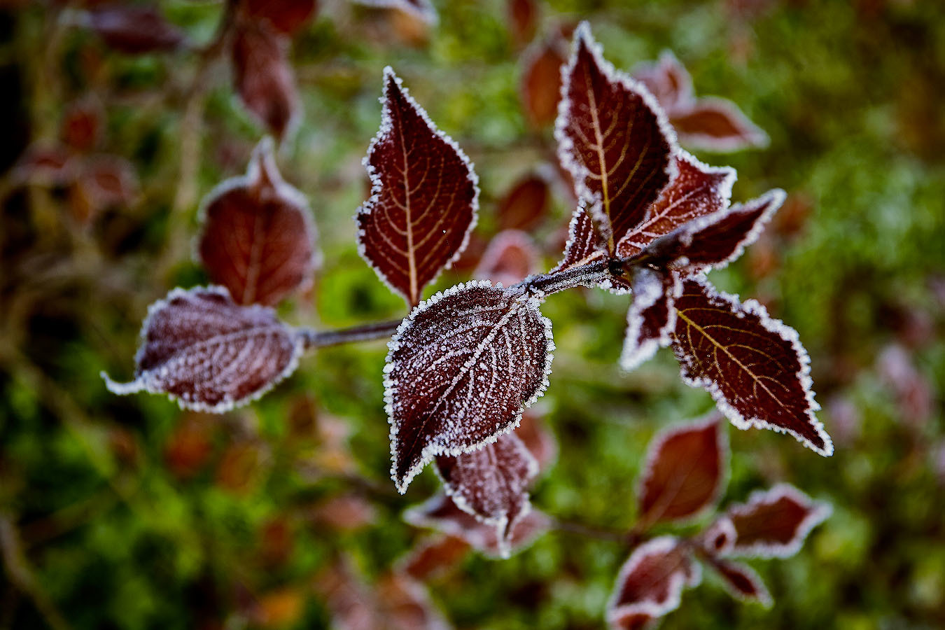 Not an artist more skillful than nature. - My, Nature, Frost, Подмосковье, Plants, The photo, Landscape