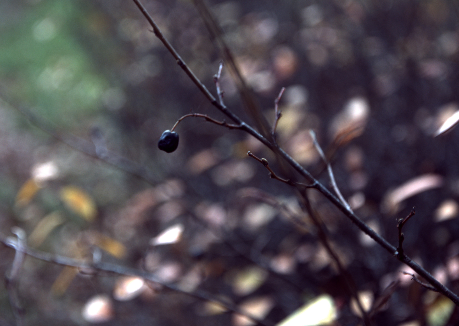 Lermontov autumn. - My, Autumn, Manor Serednikovo, Photographer, Longpost