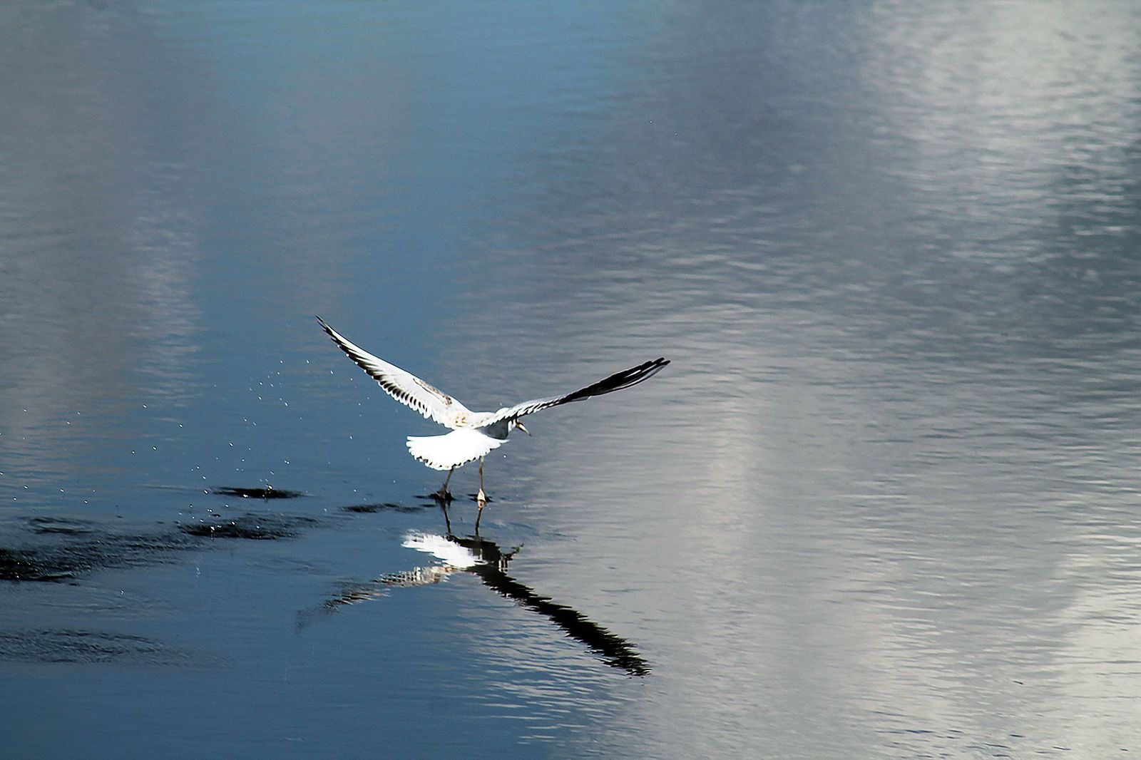 On a shave - My, Canon 1100d, Blagoveshchensk, Amur region, Chigiri, Seagulls, Nature, Birds, The photo