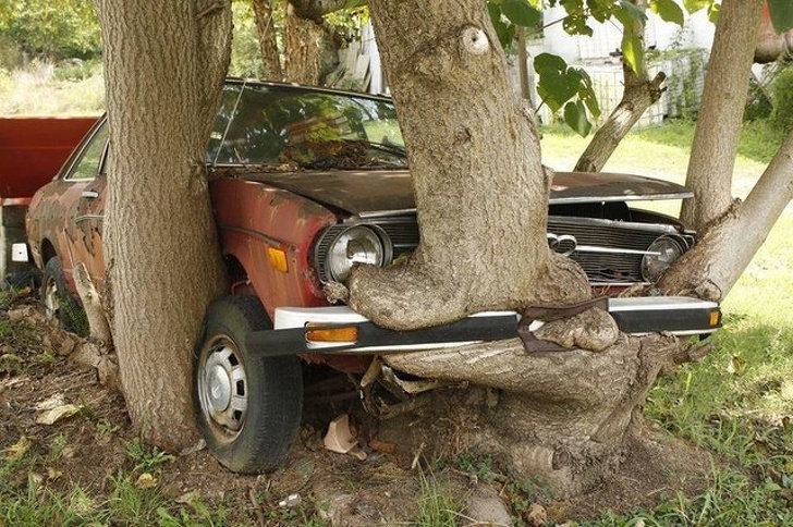 Lord of the Rings - Tree, Car