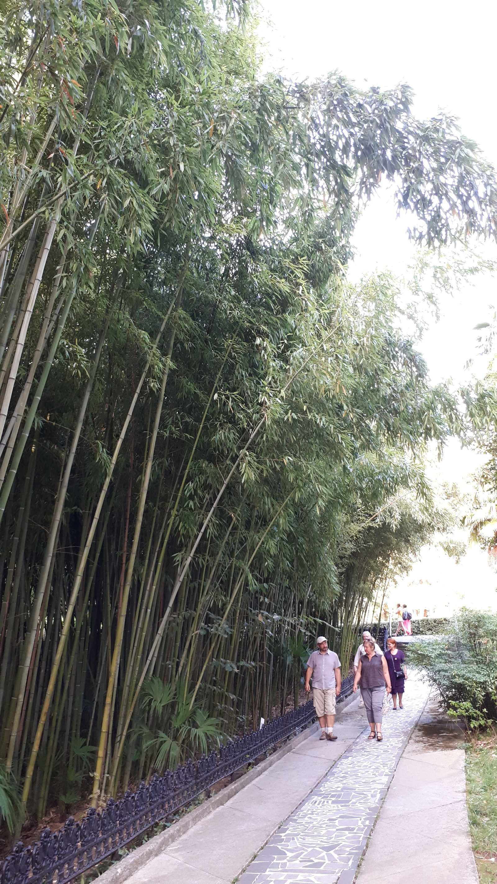 If you've never seen bamboo grow - My, Bamboo, Arboretum, Sochi