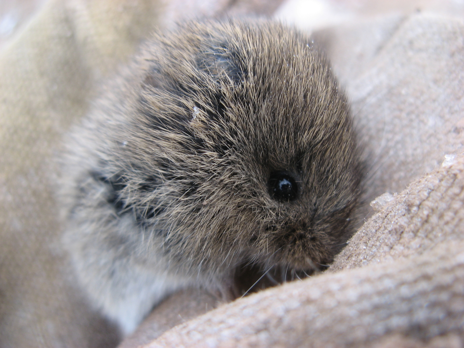 freezing mole - My, Mole, , Animals, The photo