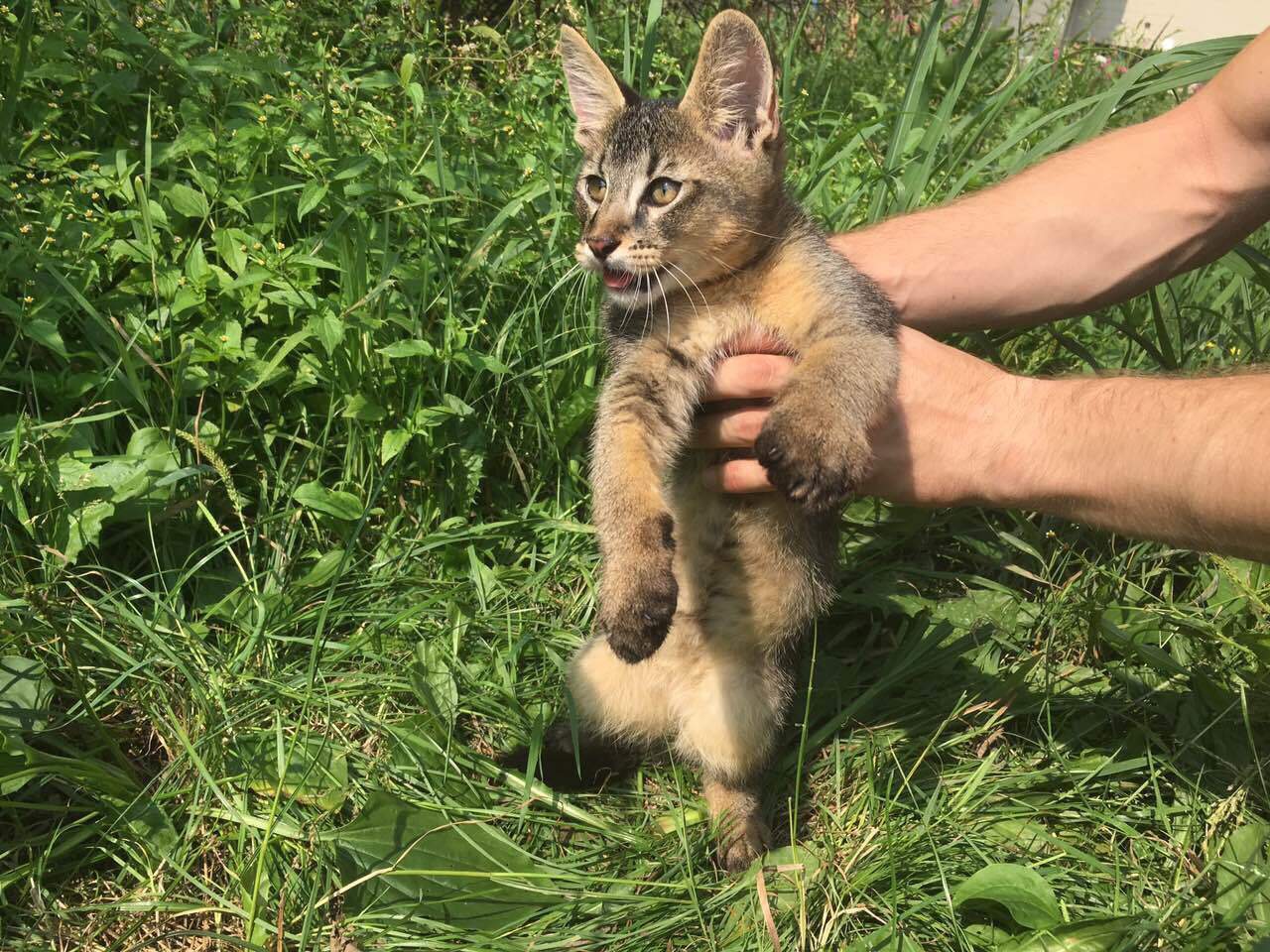 Котобог. Начало. - Моё, Чаузи, Домашняя рысь, Кот, Длиннопост