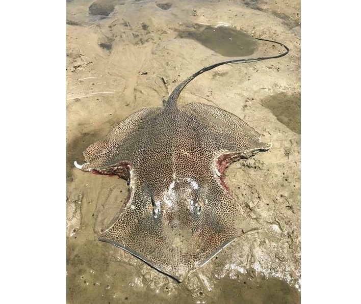 Riddle of the bitten stingray - Mystery, Stingray, Bite, Longpost