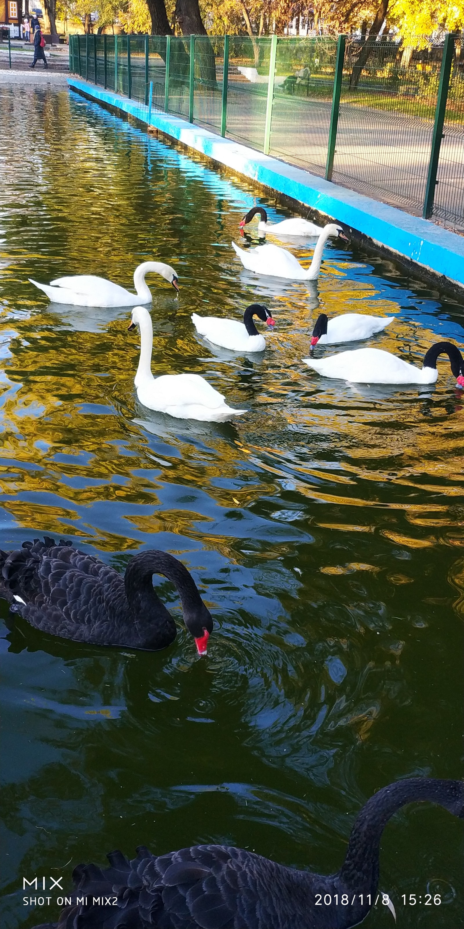 Autumn gold - My, Autumn, beauty, Longpost, The photo, Flamingo, Swans