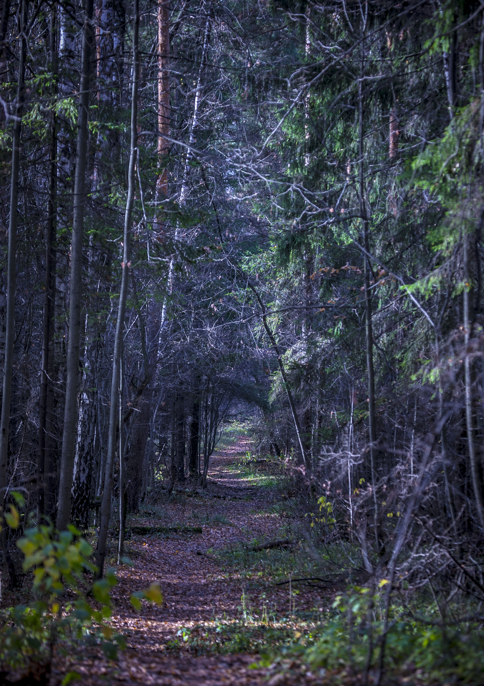 Losiny Ostrov - My, Moscow, Forest, Nature