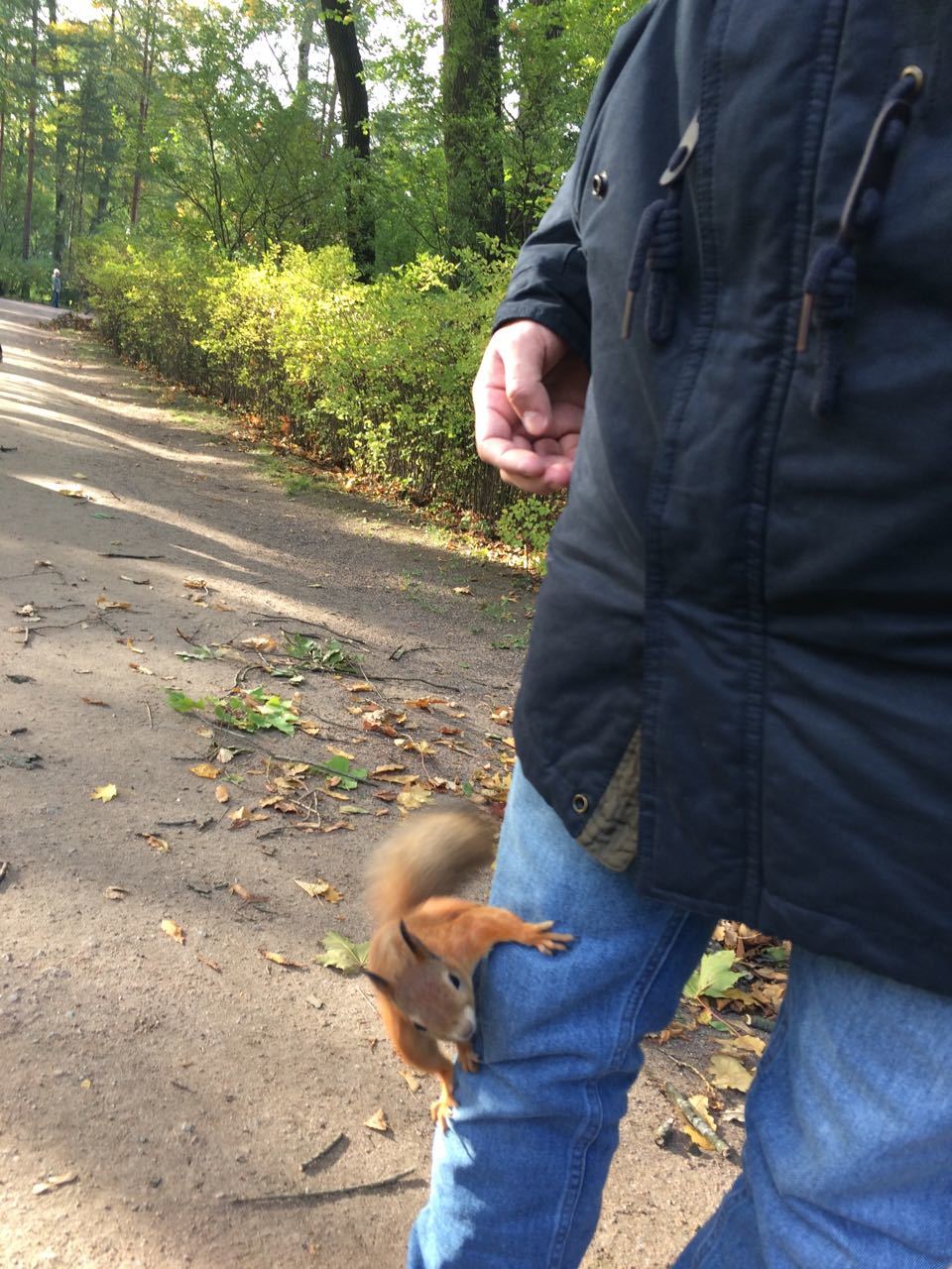 Squirrel - My, Squirrel, Autumn, The park, Longpost