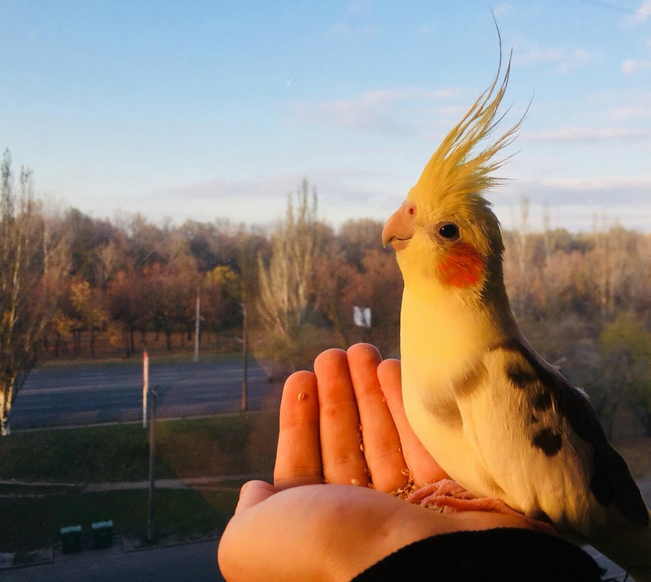 Фотогеничная птичка :) - Моё, Попугай, Корелла, Улыбка, Фотография, Домашние животные