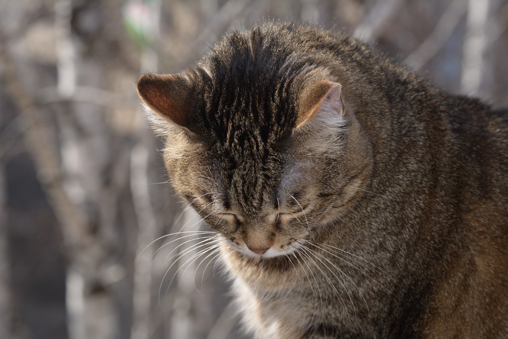 ##солнце,весна и котик## - Моё, Солнце, Кот