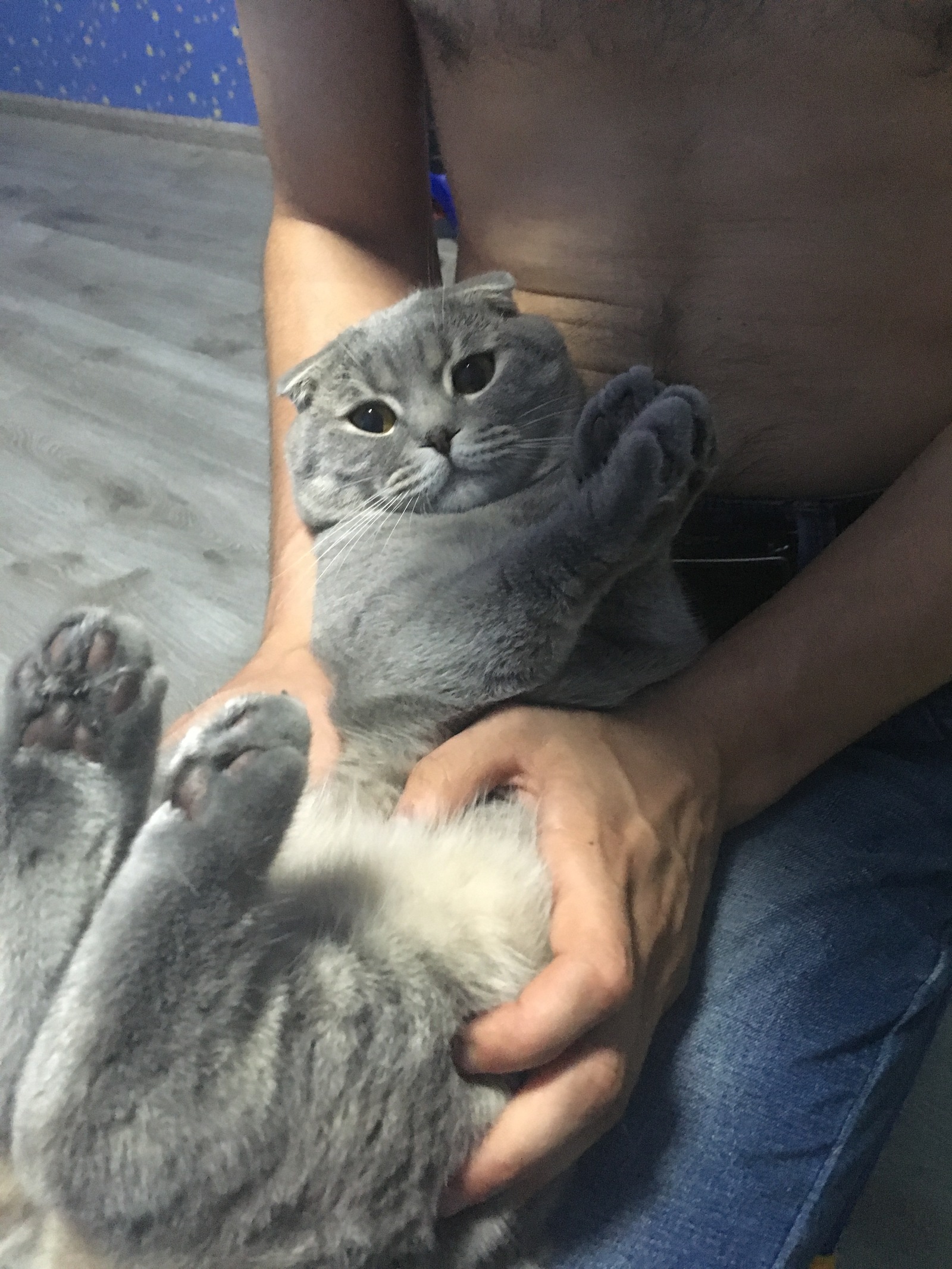 Котопост - Моё, Первый пост, Кот, Scottishfold, Шотландская вислоухая, Длиннопост