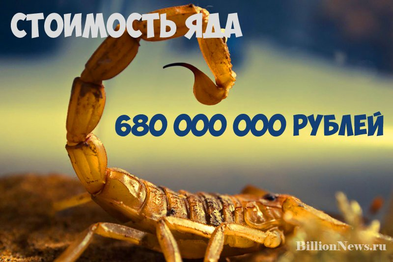 The most expensive liquid in the world is yellow scorpion venom - Interesting, Facts, Scorpion