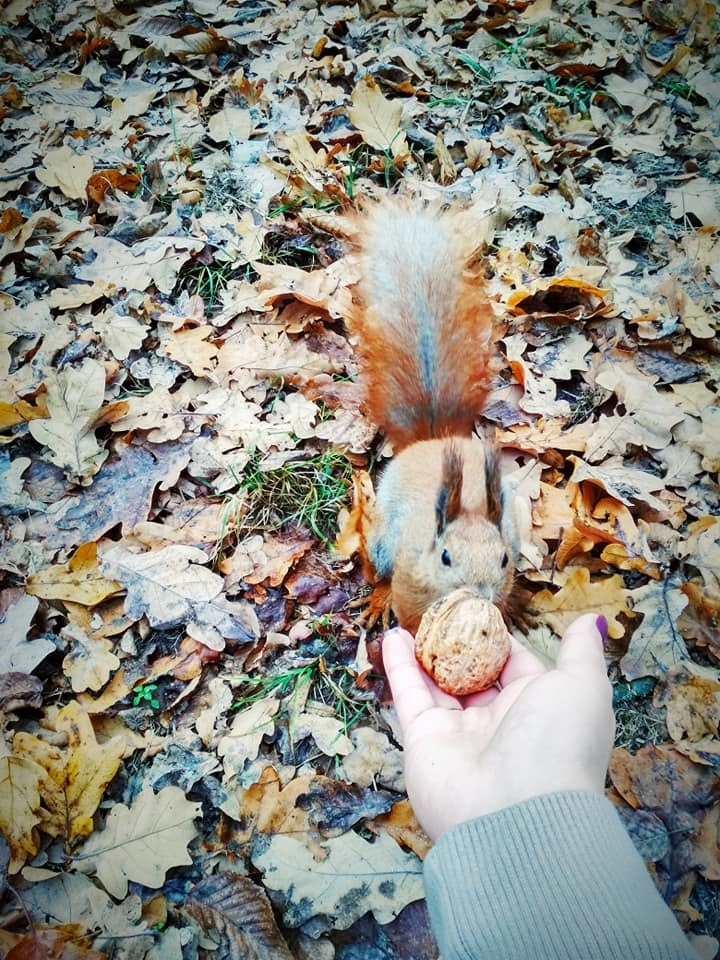 autumn beggars - My, Nature, Squirrel, The photo, Walk, Longpost