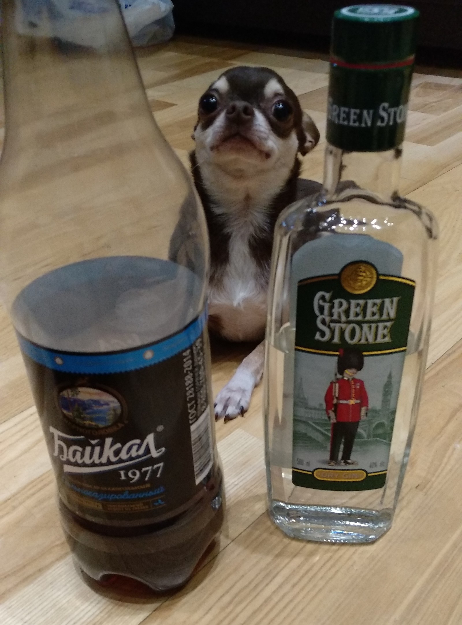 My culinary discovery - My, Cocktail, Baikal, Gin, Dog