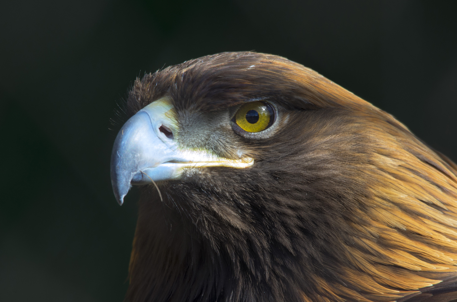 Golden eagle - My, Birds, Zoo, Ivanovo, The photo