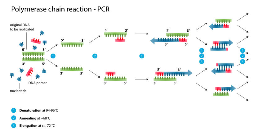 A bit of biotechnology... - My, DNA, Biotechnology, Protein, GMO, Longpost