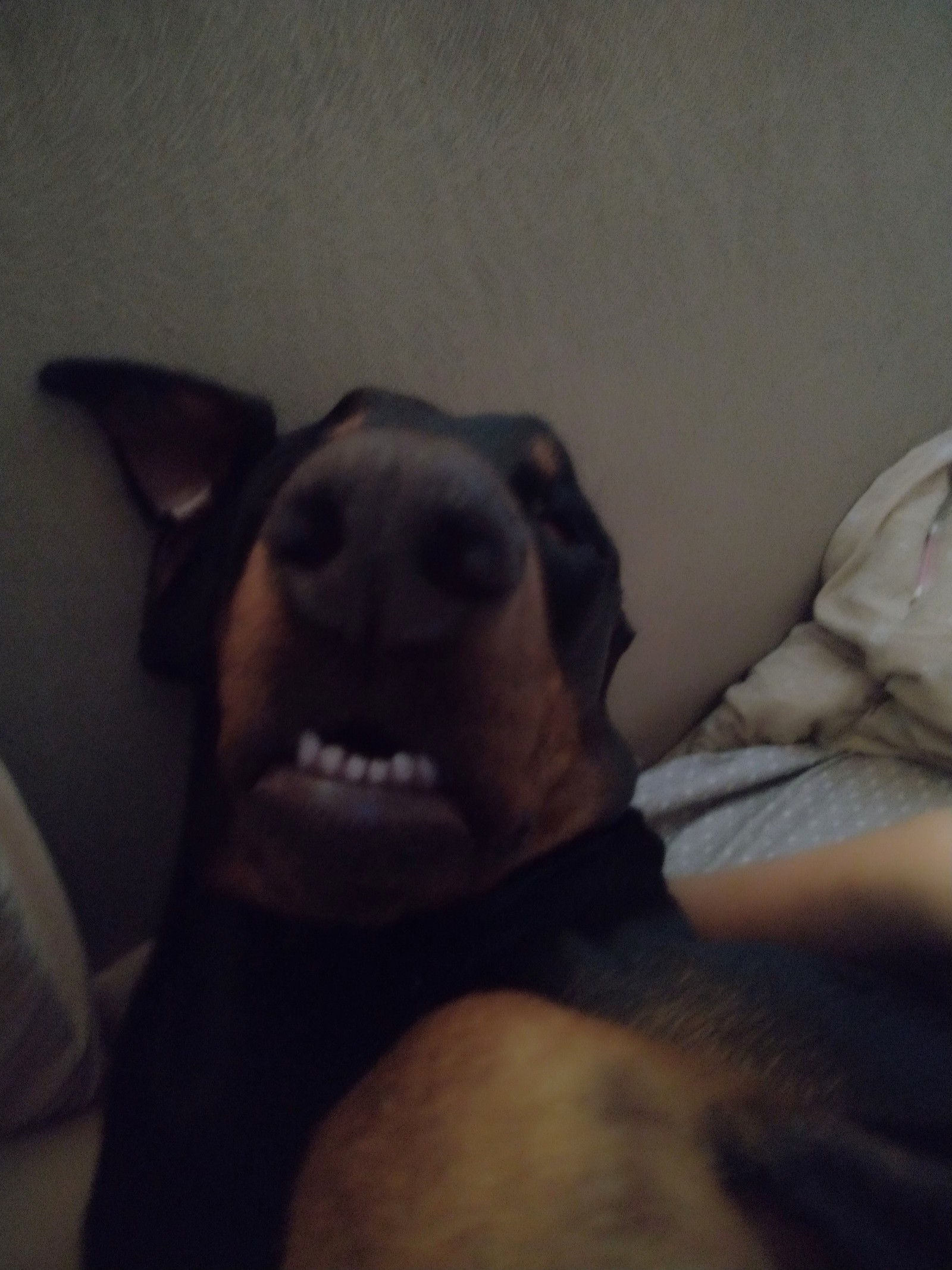 My graceful doberman - My, Dog, Doberman, The photo, Morning, Bed, Dream, Longpost