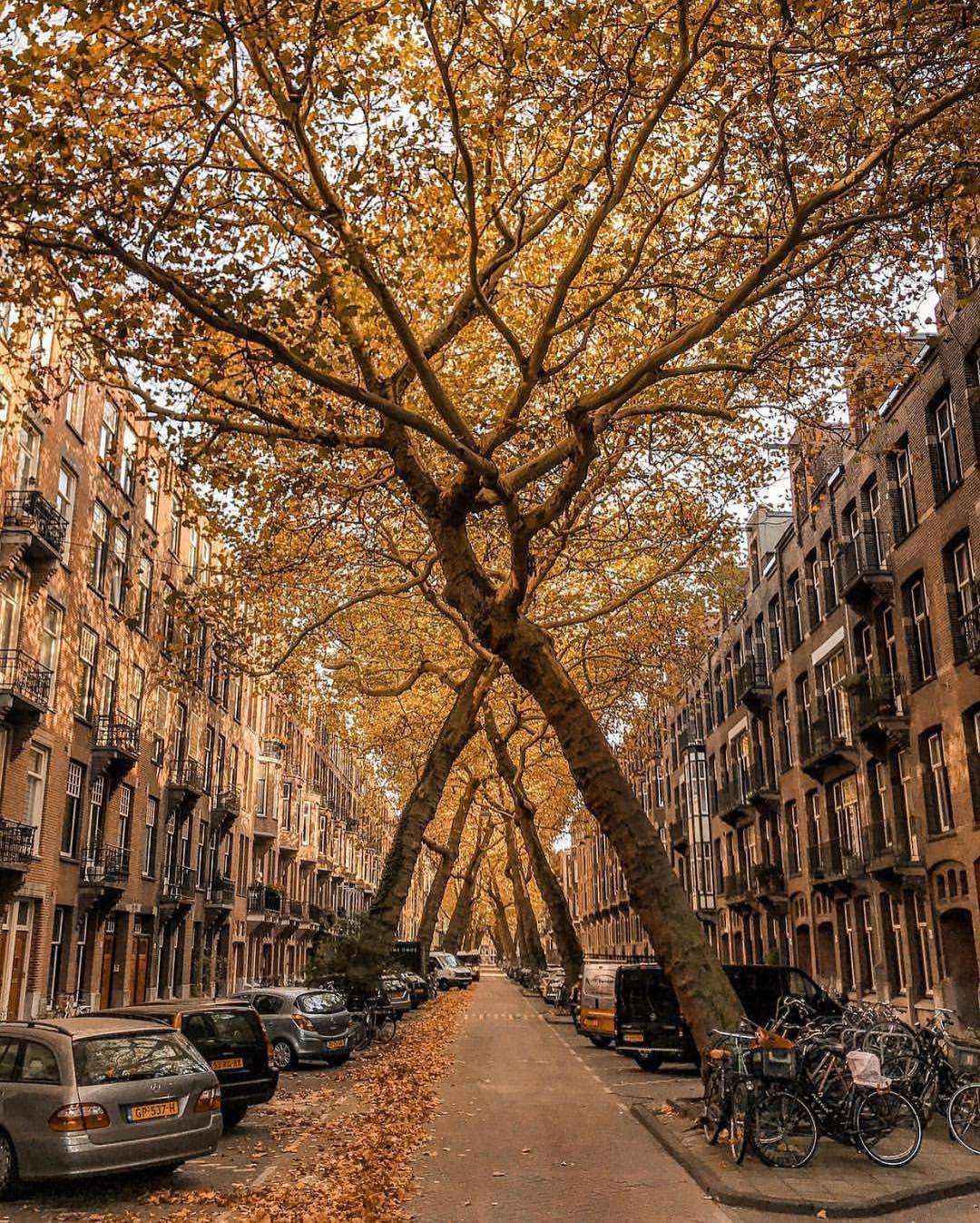 Street in Amsterdam - Amsterdam, Tree, Autumn