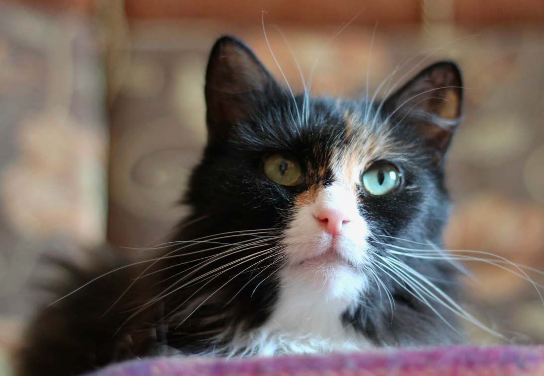 Dasha is a cat with three legs. Ufa - My, In good hands, Ufa, Longpost, cat, Looking for a master, No rating