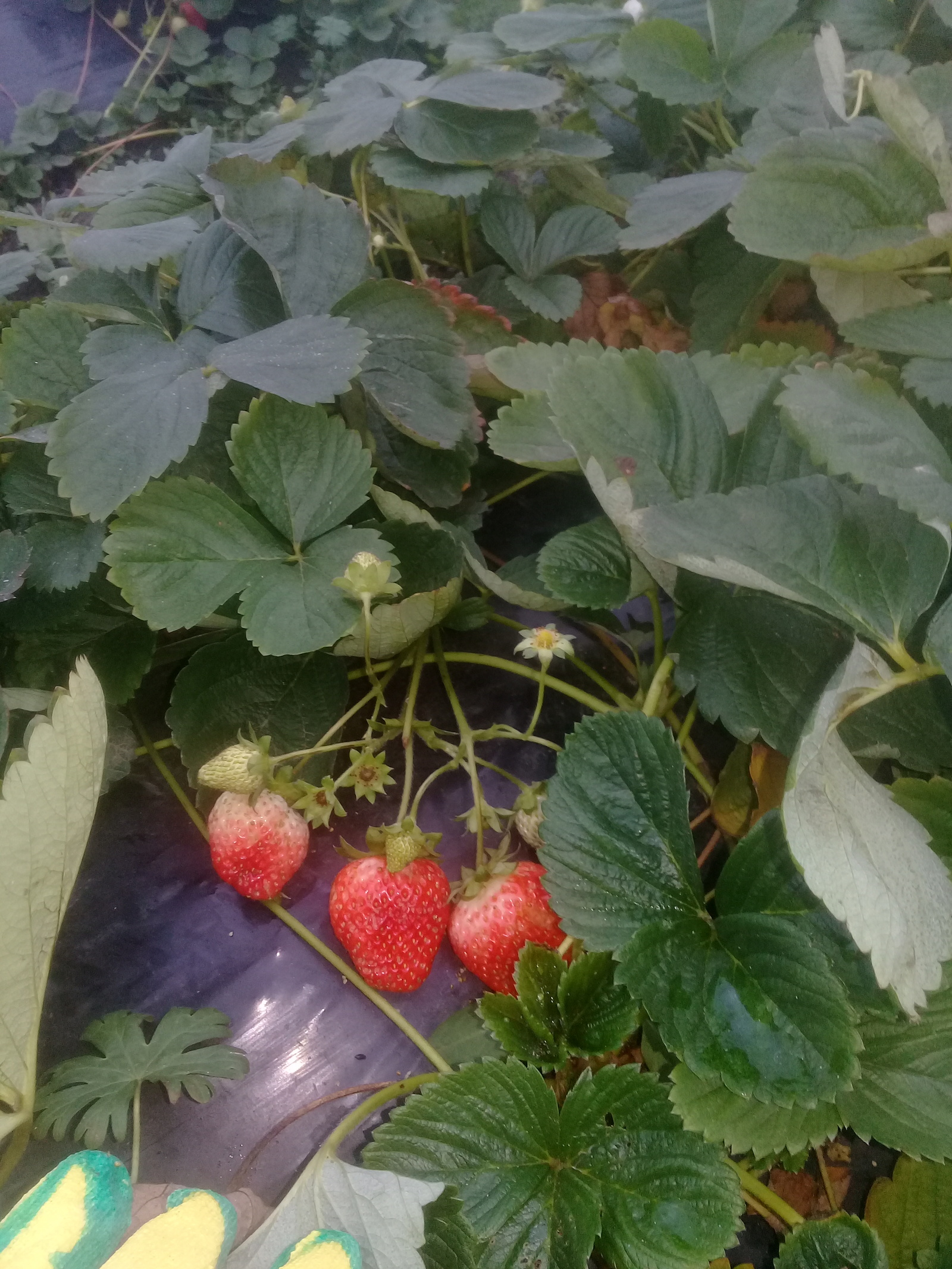 Mid November - My, Berries, Strawberry, Strawberry (plant)