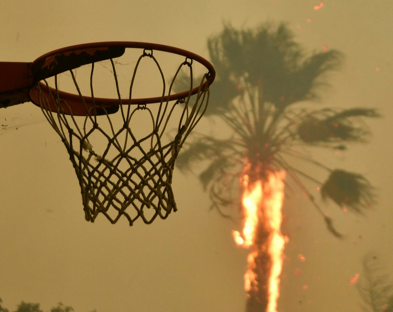 Burning palm trees in Malibu ( California, USA, 9.11.2018) - Nature, California, Fire, America, USA, The photo, Palm trees, Longpost