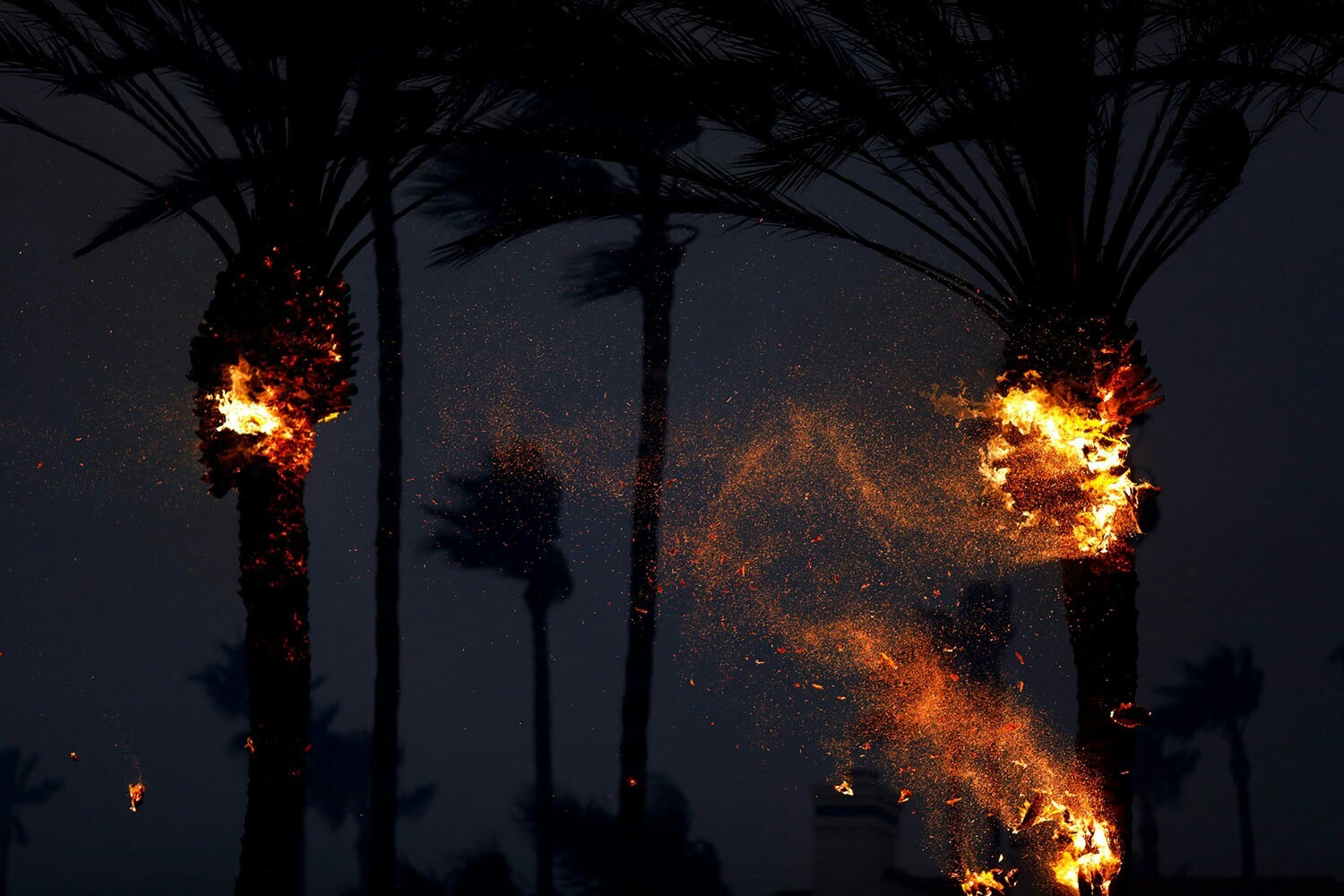 Burning palm trees in Malibu ( California, USA, 9.11.2018) - Nature, California, Fire, America, USA, The photo, Palm trees, Longpost