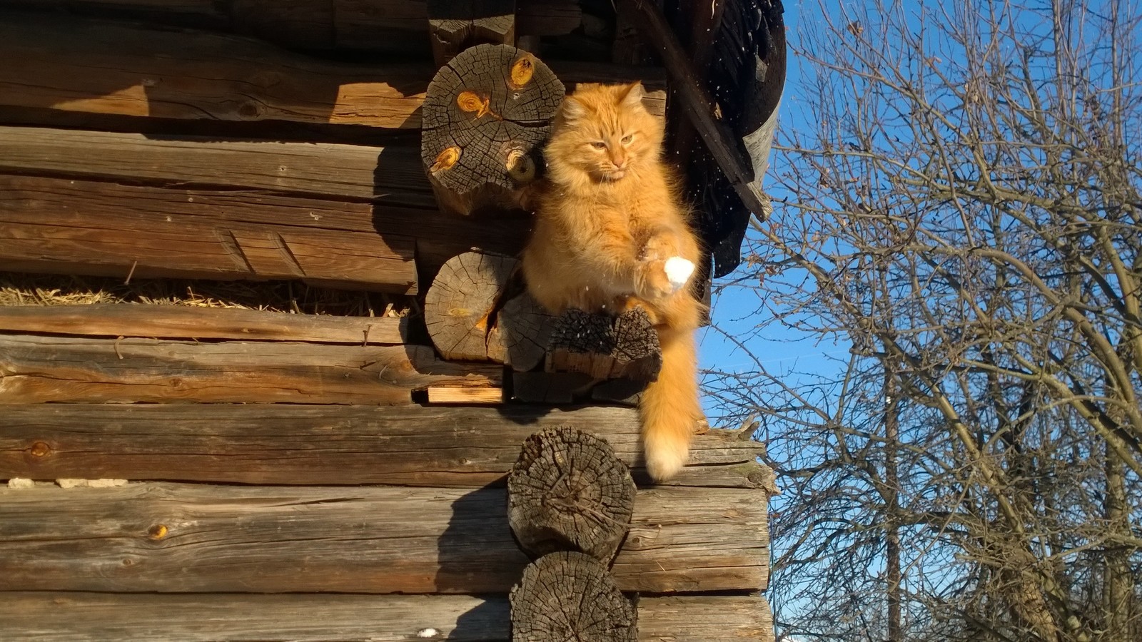 Cats love snowballs too! - My, cat, Animals, Winter, Village, Longpost