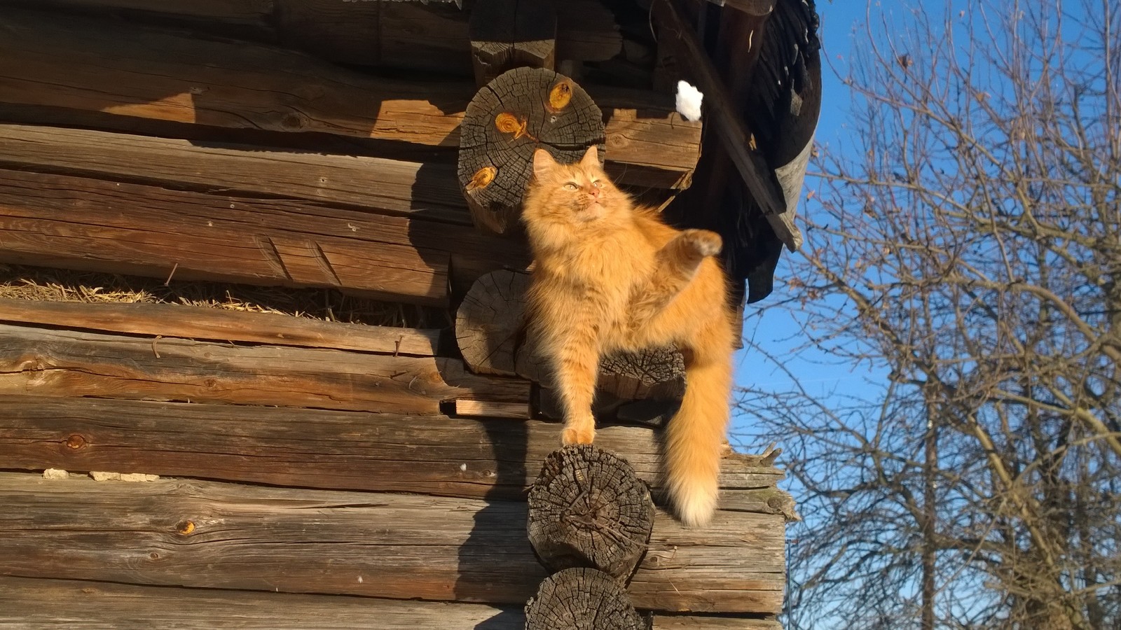 Cats love snowballs too! - My, cat, Animals, Winter, Village, Longpost