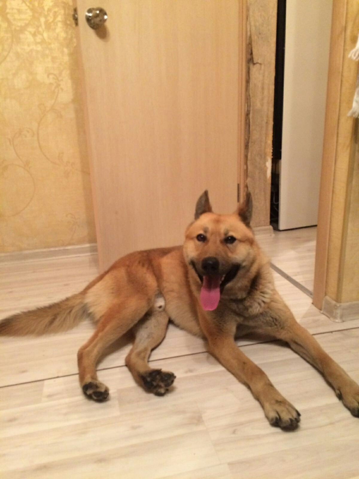 Found a dog, Yekaterinburg - Dog, Lost, Yekaterinburg, Found a dog, Foundling, No rating, Longpost, Help, Helping animals