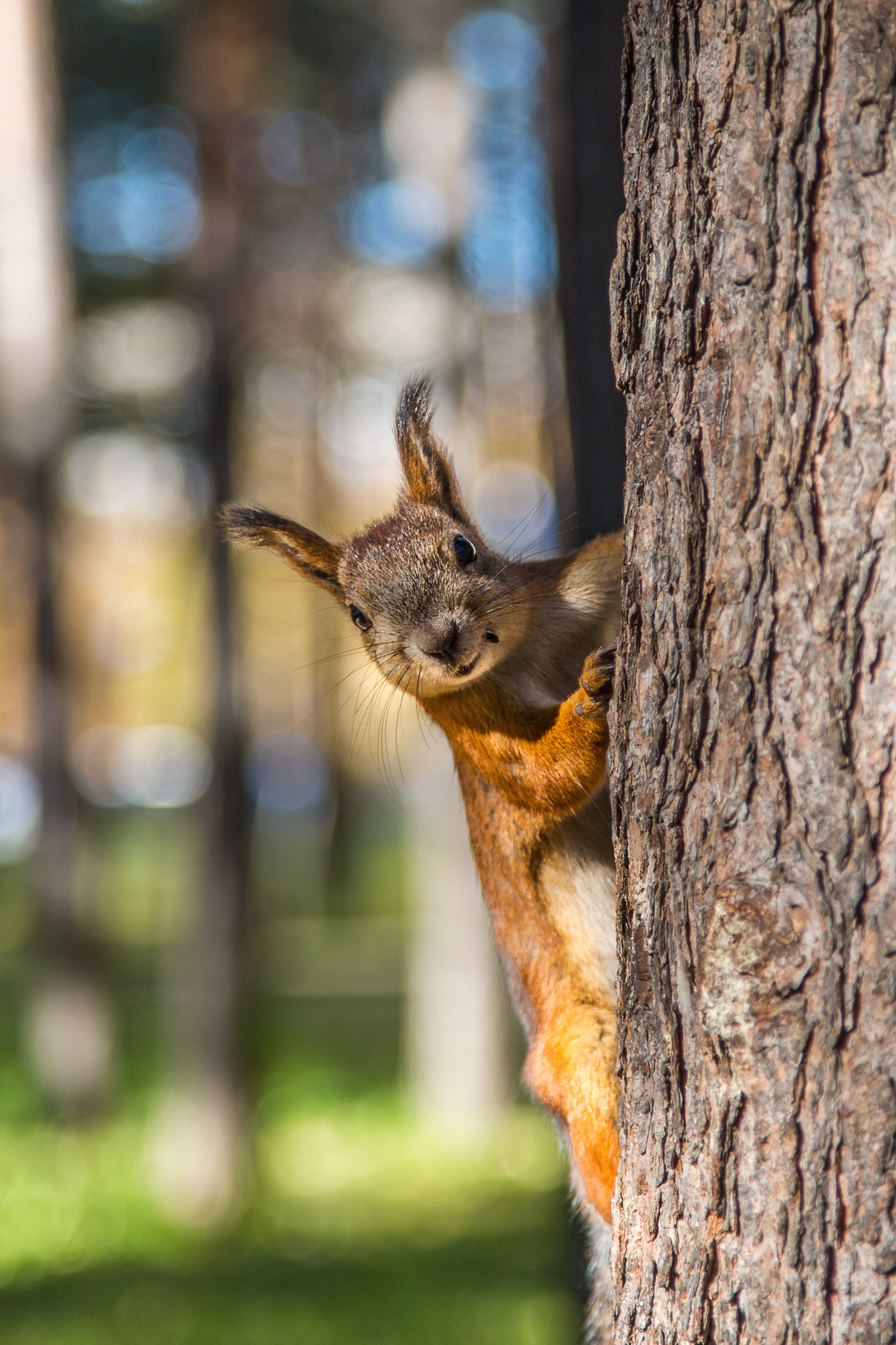 Do you have any nuts? - My, Squirrel, Animals, , The photo