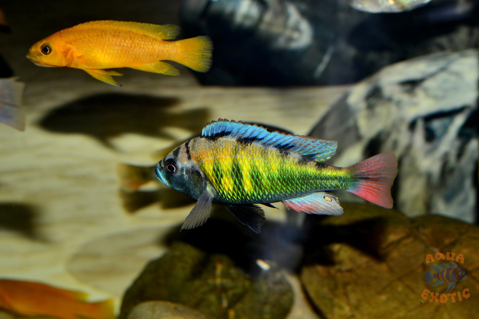 Astatotilapia SP-44 - Моё, Astatotilapia sp-44, Хплохромис толстокожий, Хаплохромис ch-44, Викторианские цихлиды, Длиннопост