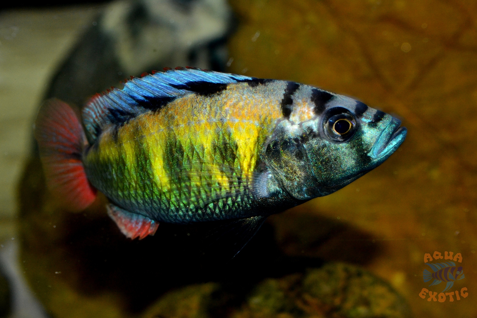 Astatotilapia SP-44 - Моё, Astatotilapia sp-44, Хплохромис толстокожий, Хаплохромис ch-44, Викторианские цихлиды, Длиннопост