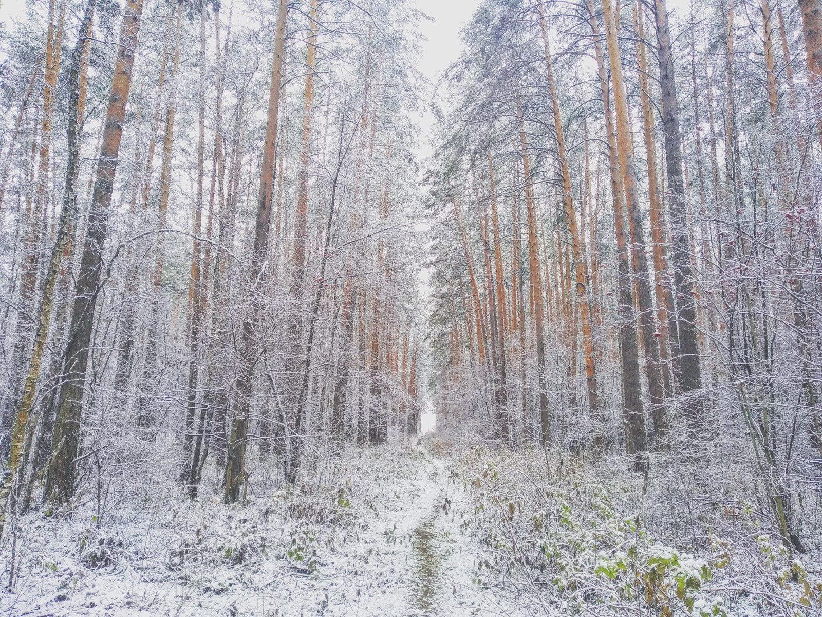 The beauty of Yekaterinburg - My, Yekaterinburg, The nature of Russia, Cities of Russia