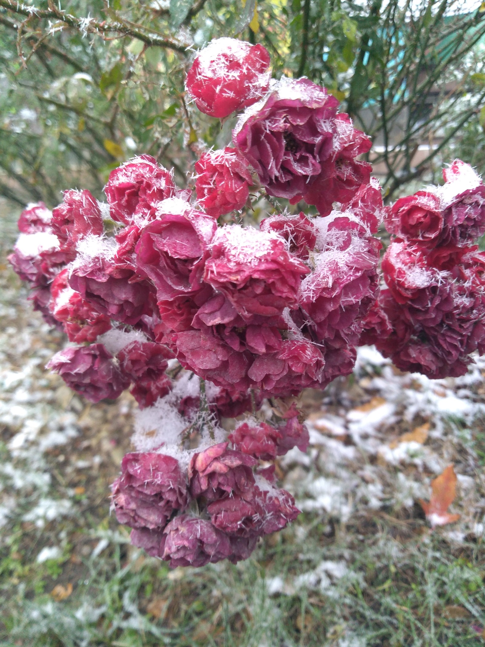 This time of year) Krasnodar. 13.11. eighteen - My, Krasnodar, Winter, Autumn, Summer, , Flowers, Longpost