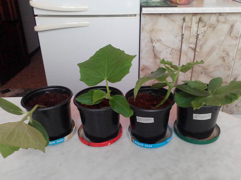 Cucumbers for the New Year. - My, Cucumbers, Vegetable garden on the windowsill, Hydroponics, Longpost